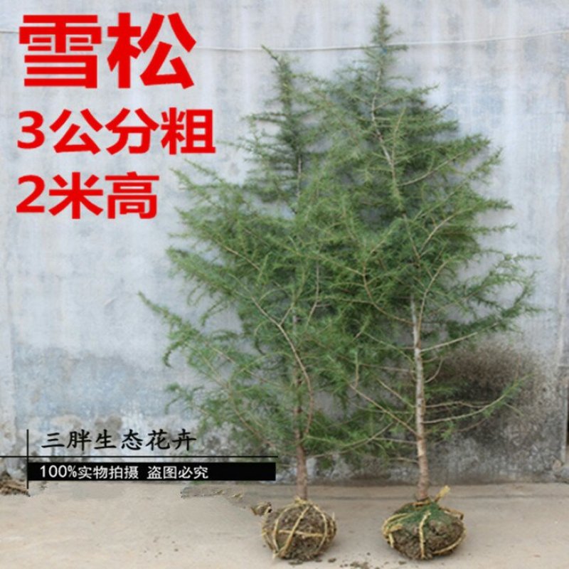 雪松树苗雪松苗工程绿化苗雪松小苗四季常青宝塔松营养杯圣诞