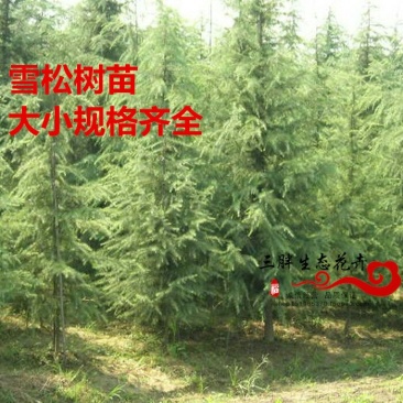 雪松树苗雪松苗工程绿化苗雪松小苗四季常青宝塔松营养杯圣诞