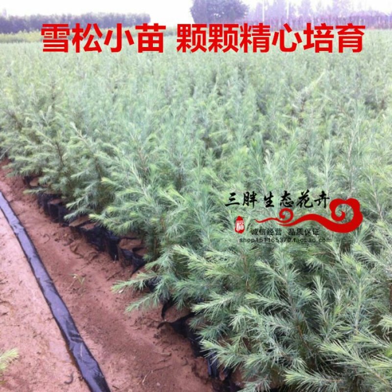 雪松树苗雪松苗工程绿化苗雪松小苗四季常青宝塔松营养杯圣诞