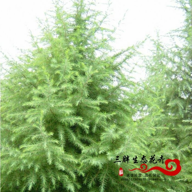 雪松树苗雪松苗工程绿化苗雪松小苗四季常青宝塔松营养杯圣诞
