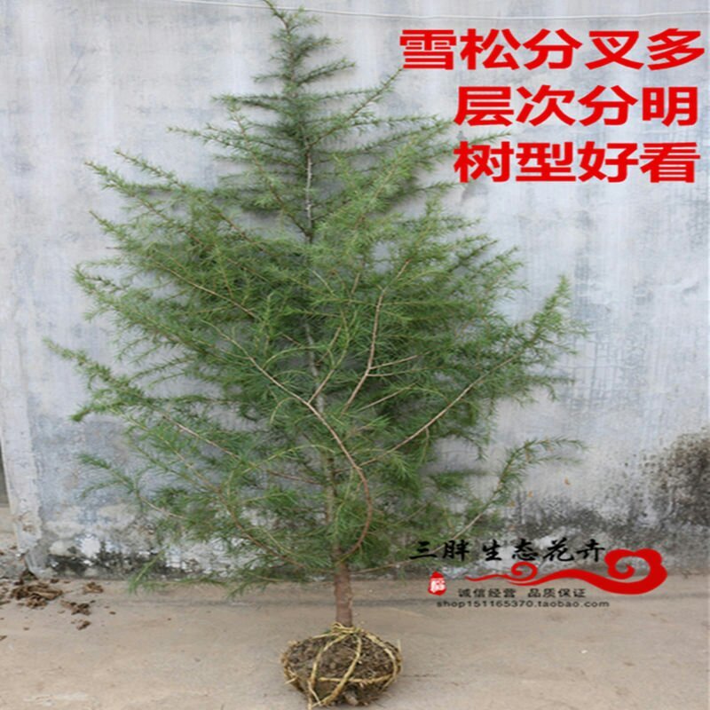 雪松树苗雪松苗工程绿化苗雪松小苗四季常青宝塔松营养杯圣诞