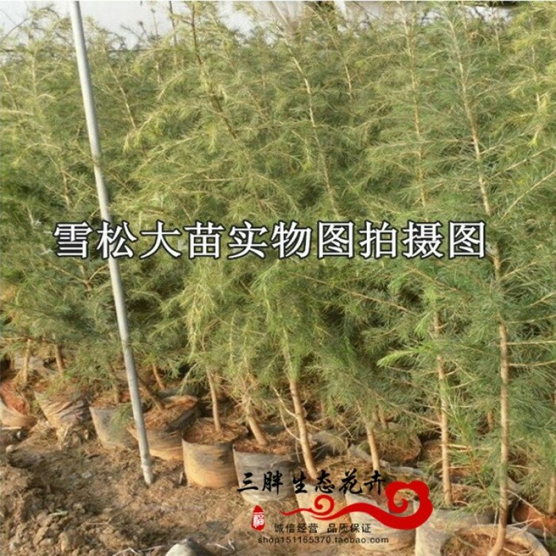 雪松树苗雪松苗工程绿化苗雪松小苗四季常青宝塔松营养杯圣诞