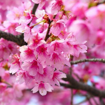 日本红叶樱花苗苗圃现挖保湿发货免费提供技术指导