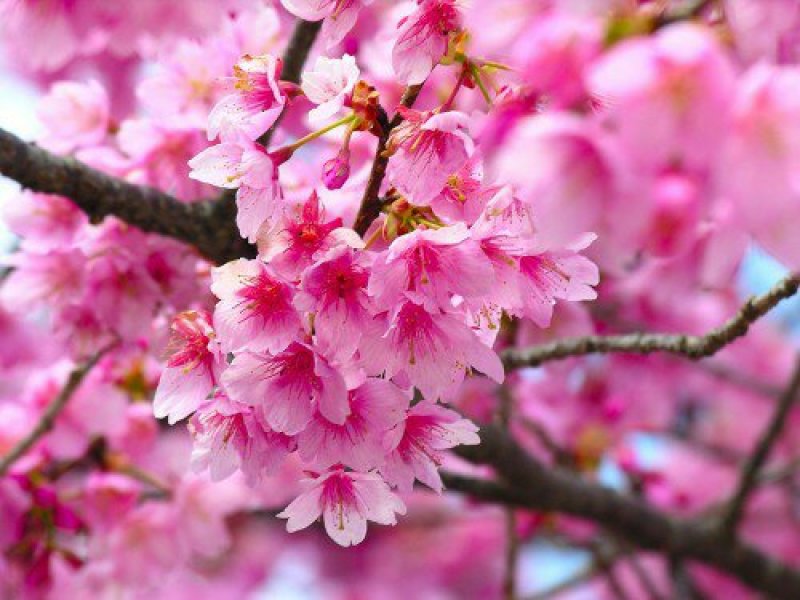 日本红叶樱花苗苗圃现挖保湿发货免费提供技术指导