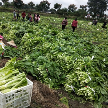 新鲜棒菜叶子