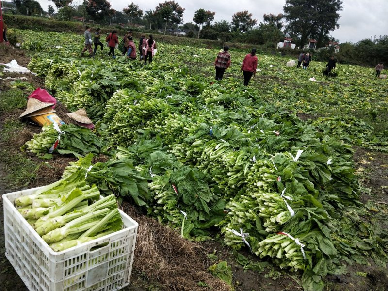 新鲜棒菜叶子