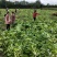 新鲜棒菜叶子