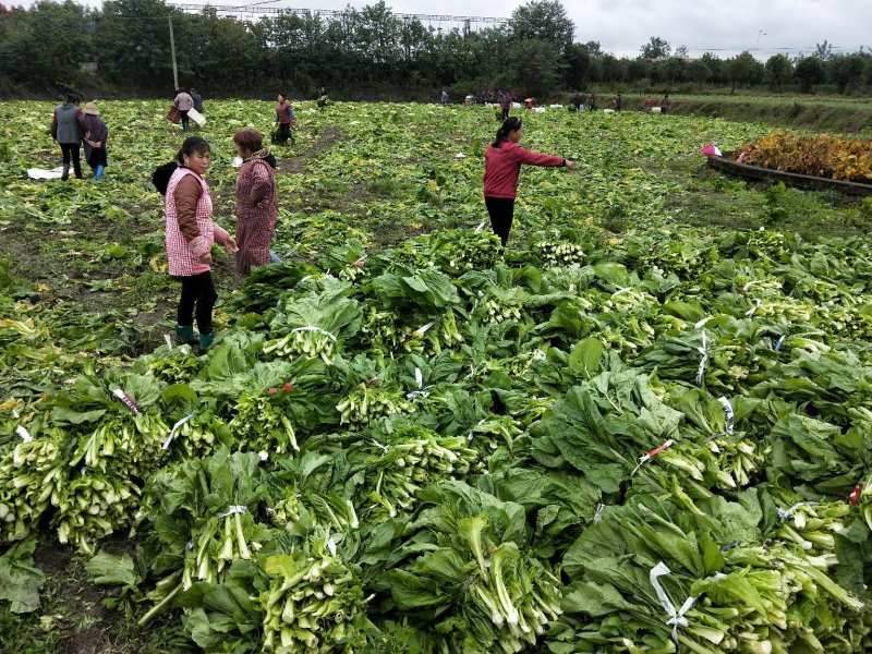 新鲜棒菜叶子