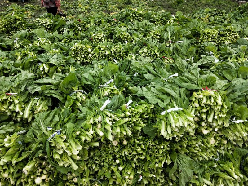 新鲜棒菜叶子