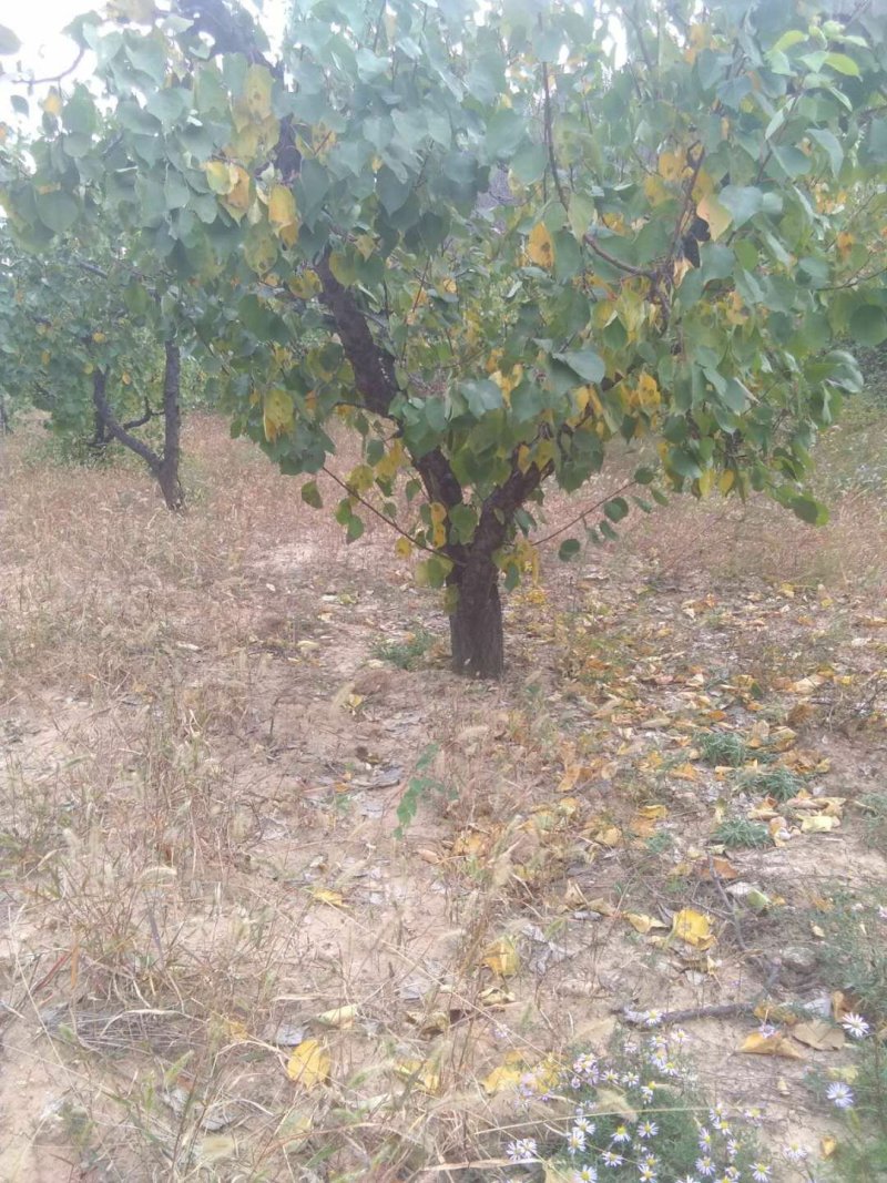 山西杏树，地径3-50公分精品杏树，占地杏树