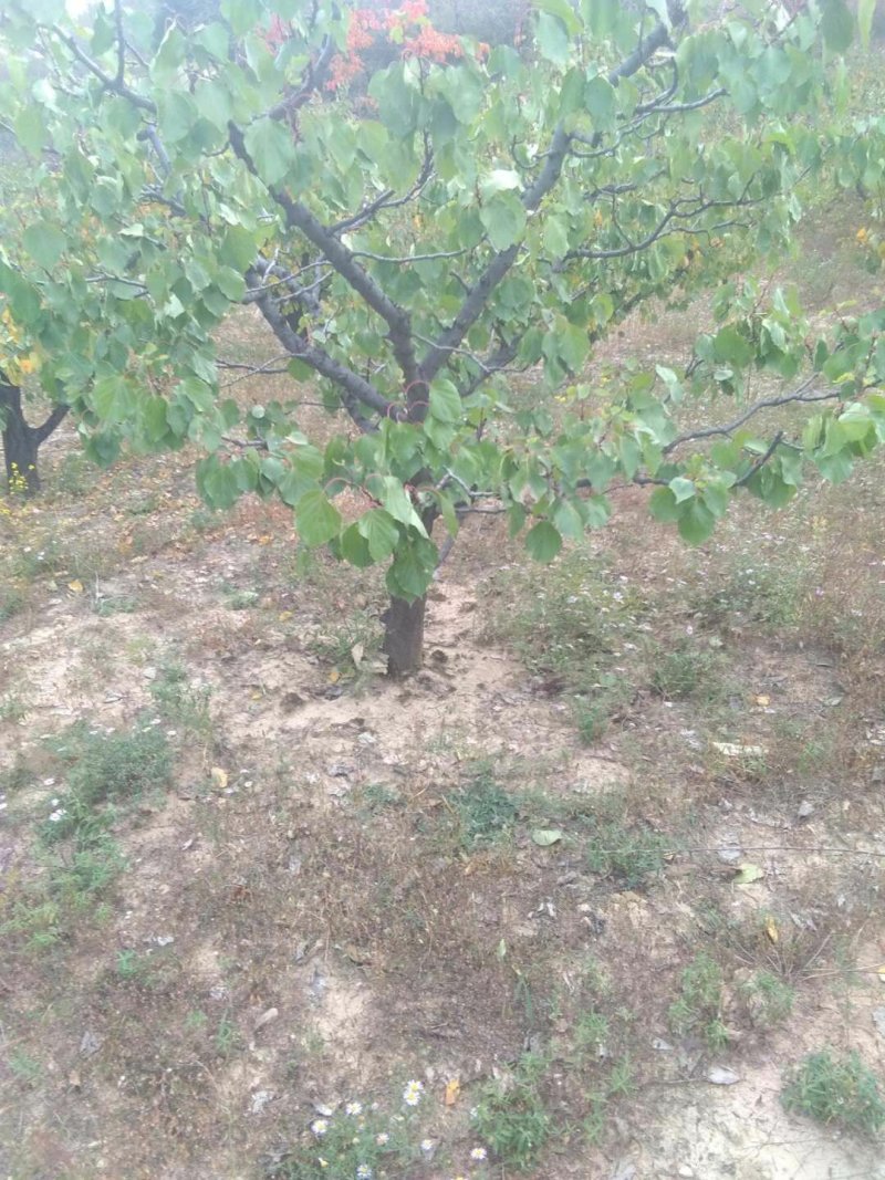 山西杏树，地径3-50公分精品杏树，占地杏树