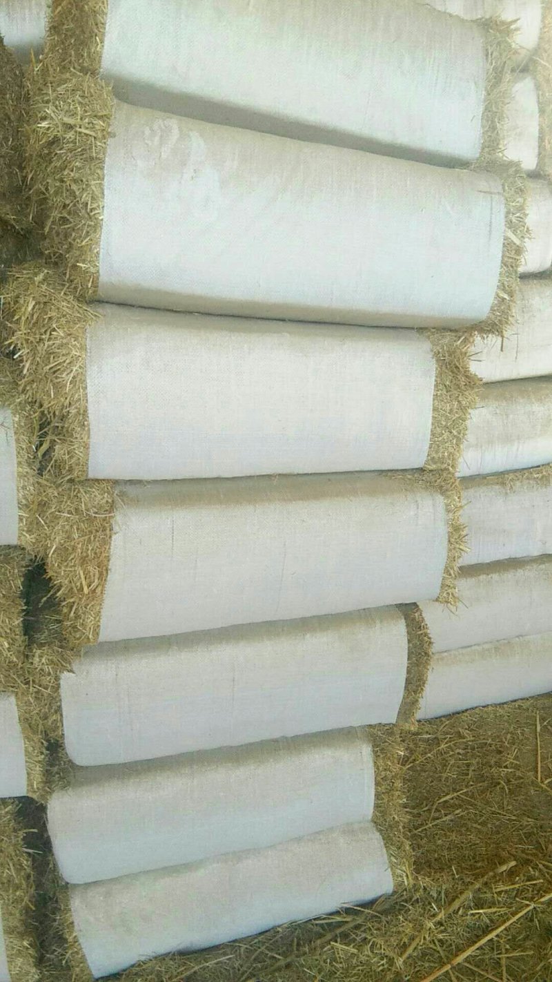 小麦草，不用铡，直接饲喂