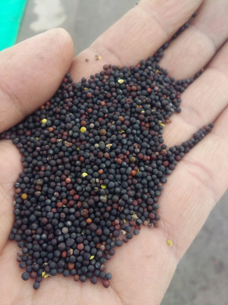 油菜籽