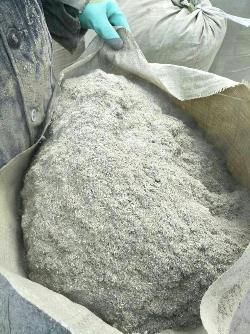 小麦草，不用铡，直接饲喂