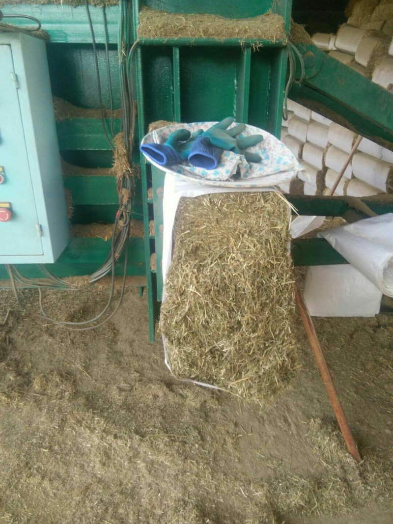 小麦草，不用铡，直接饲喂