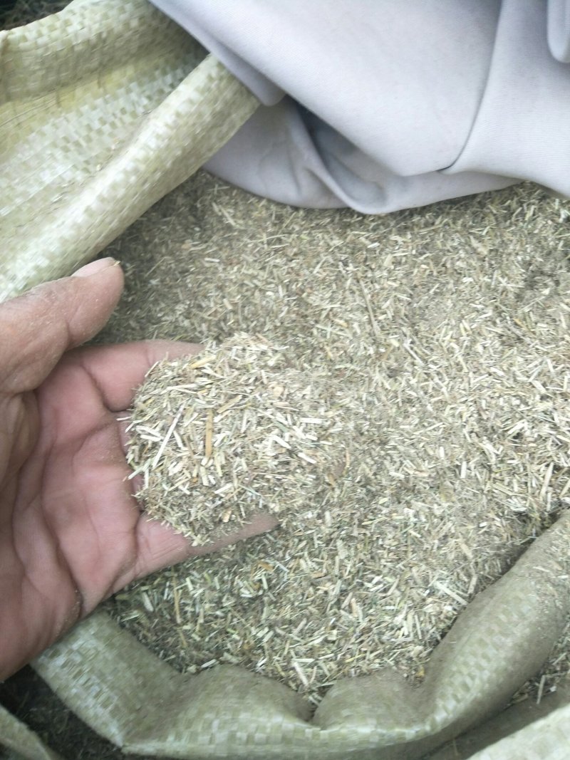 小麦草，不用铡，直接饲喂