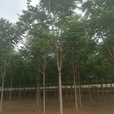 河北千头椿8-10-12公分千头椿绿化苗木主打产品
