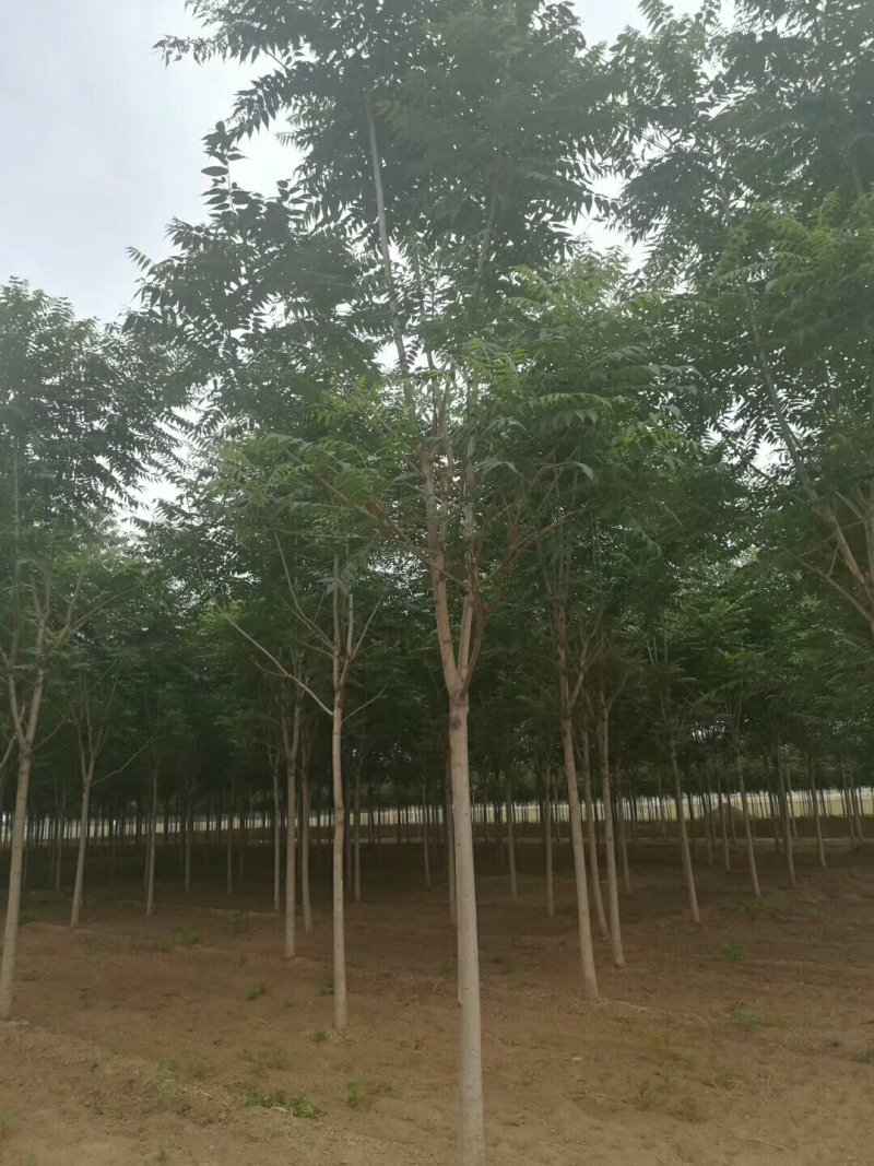 河北千头椿8-10-12公分千头椿绿化苗木主打产品