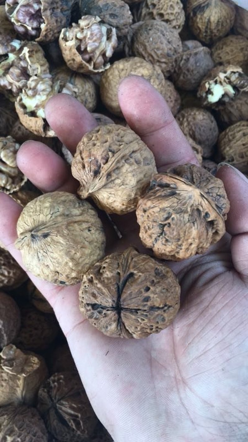 云南纸皮紫肉核桃