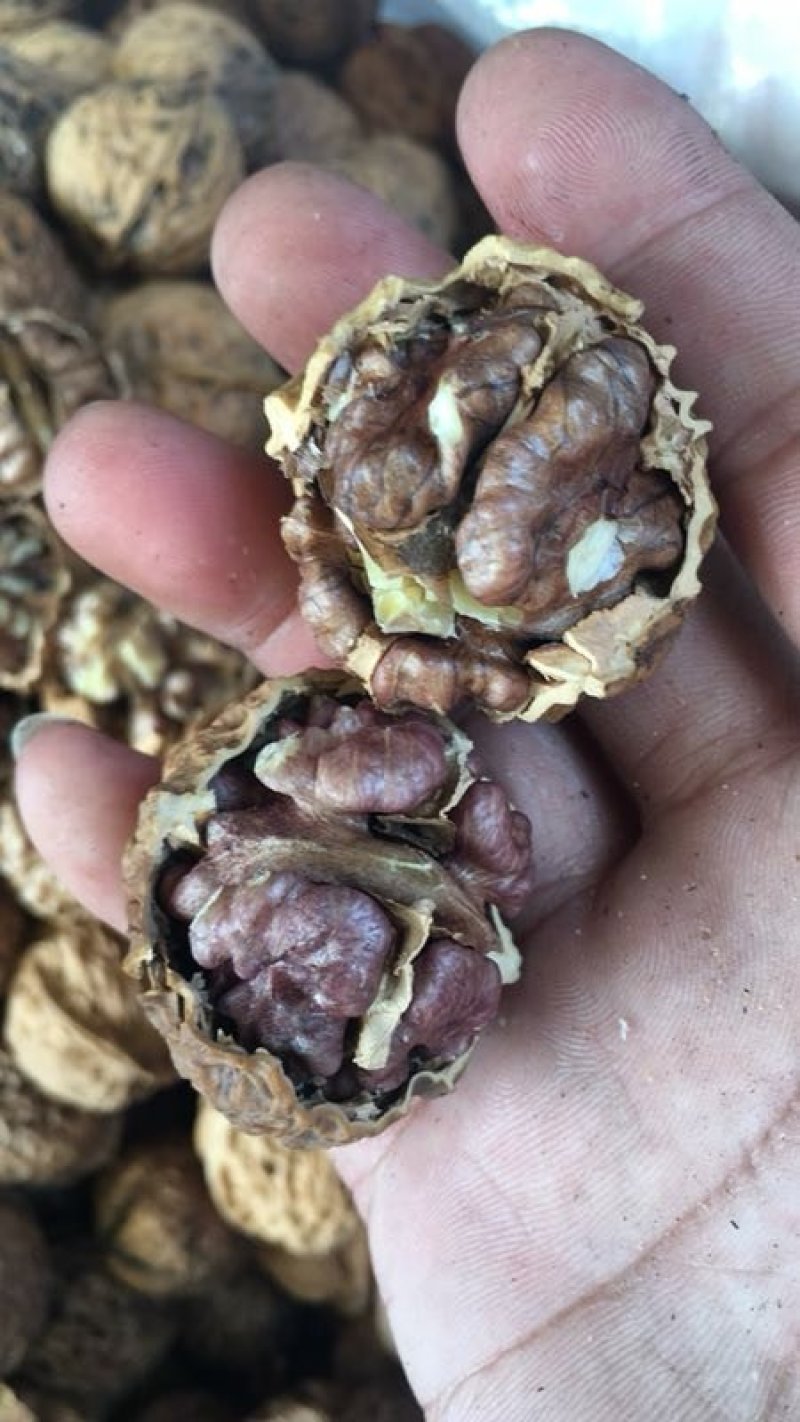 云南纸皮紫肉核桃