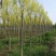 河北金叶白蜡6-8-10公分金叶白蜡装车带土球长期出售