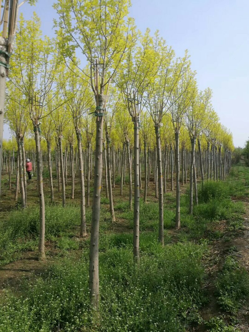 河北金叶白蜡6-8-10公分金叶白蜡装车带土球长期出售