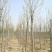 河北金叶白蜡6-8-10公分金叶白蜡装车带土球长期出售