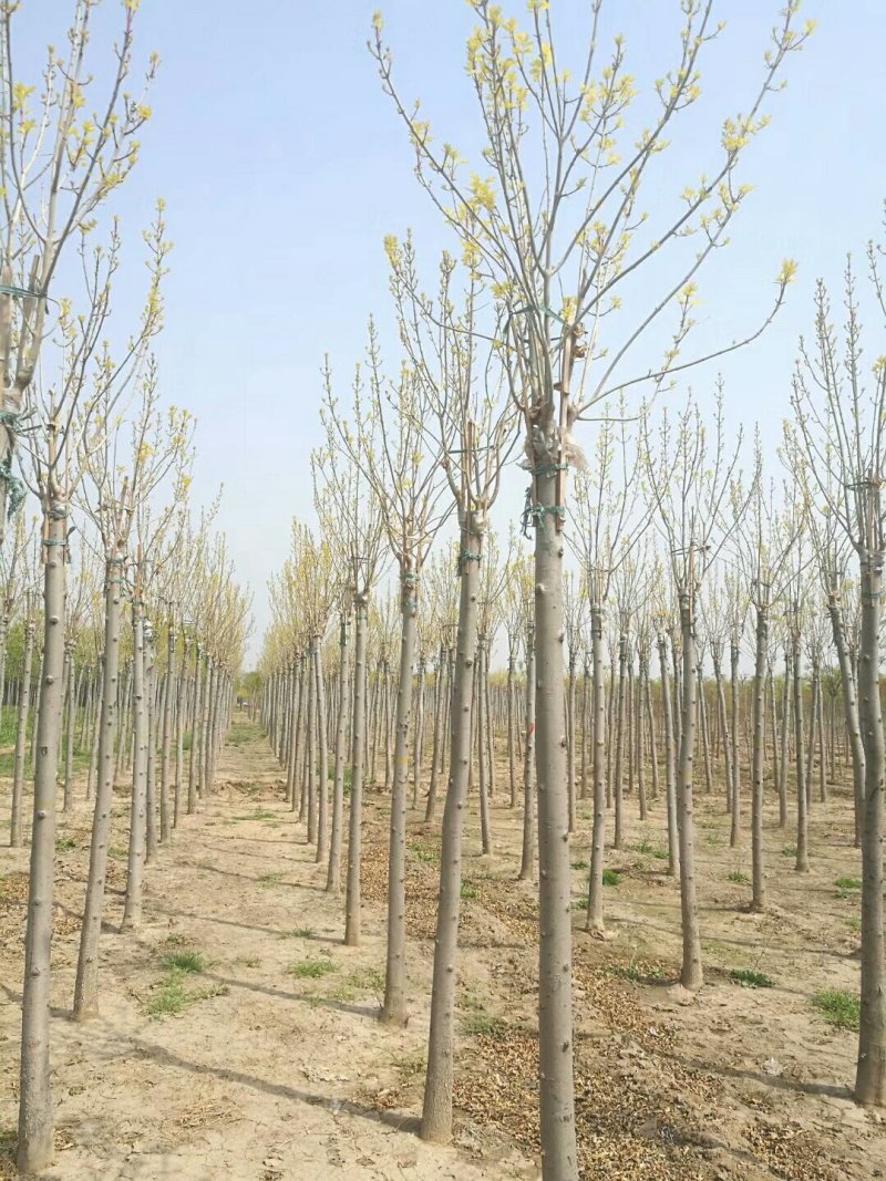 河北金叶白蜡6-8-10公分金叶白蜡装车带土球长期出售