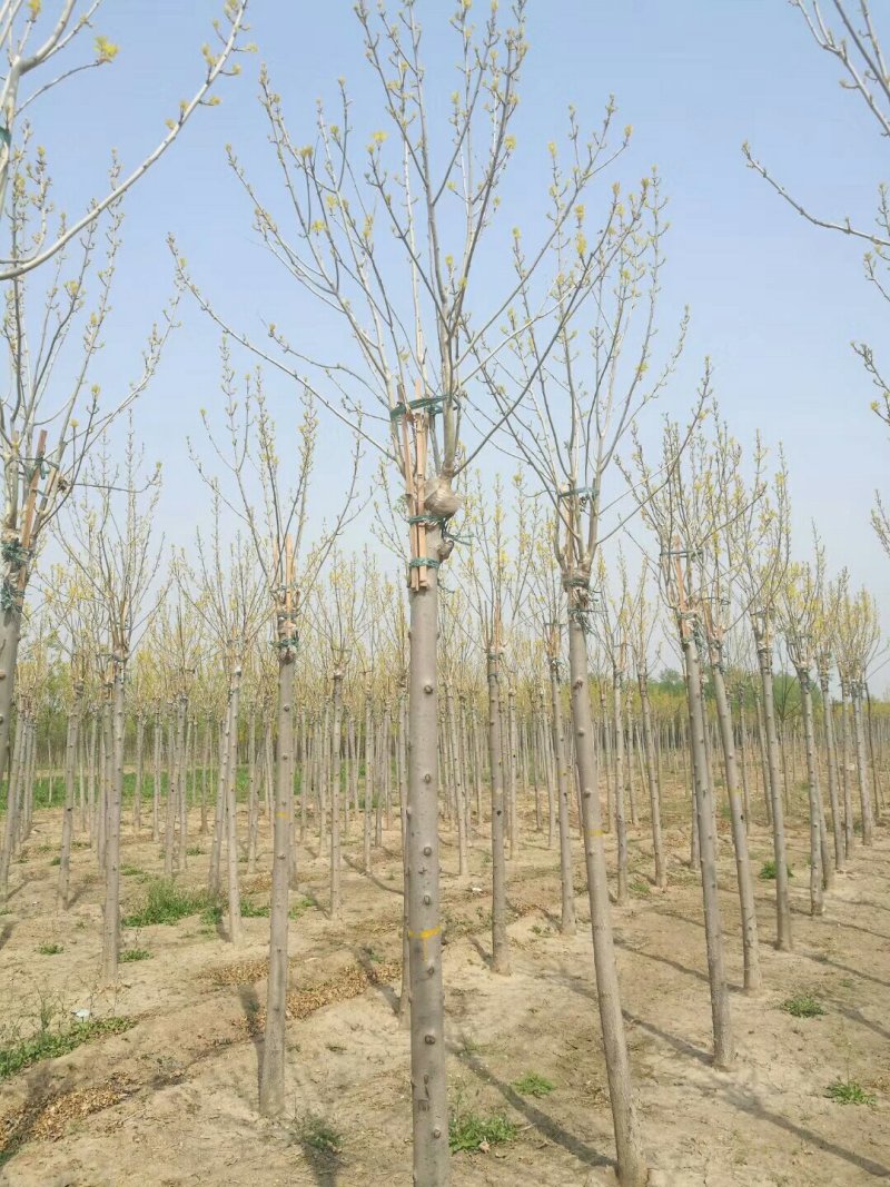 河北金叶白蜡6-8-10公分金叶白蜡装车带土球长期出售