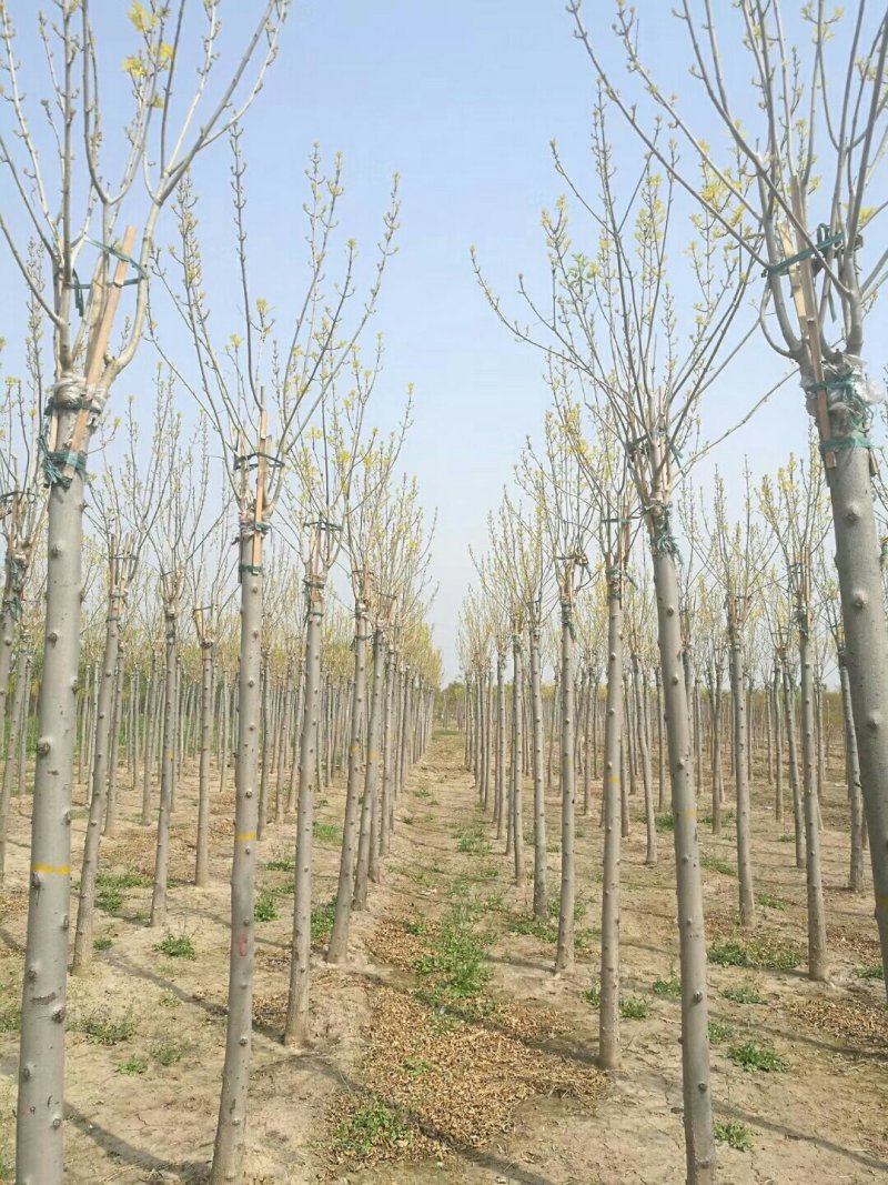 河北金叶白蜡6-8-10公分金叶白蜡装车带土球长期出售