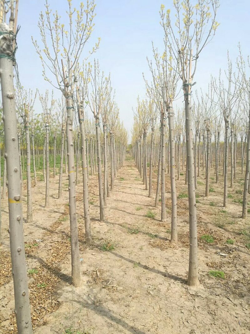 河北金叶白蜡6-8-10公分金叶白蜡装车带土球长期出售