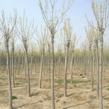 河北金叶白蜡6-8-10公分金叶白蜡装车带土球长期出售