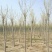 河北金叶白蜡6-8-10公分金叶白蜡装车带土球长期出售