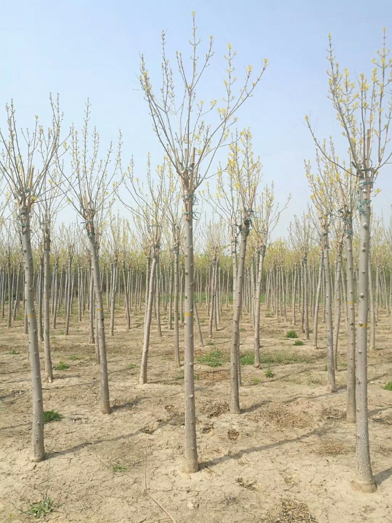 河北金叶白蜡6-8-10公分金叶白蜡装车带土球长期出售