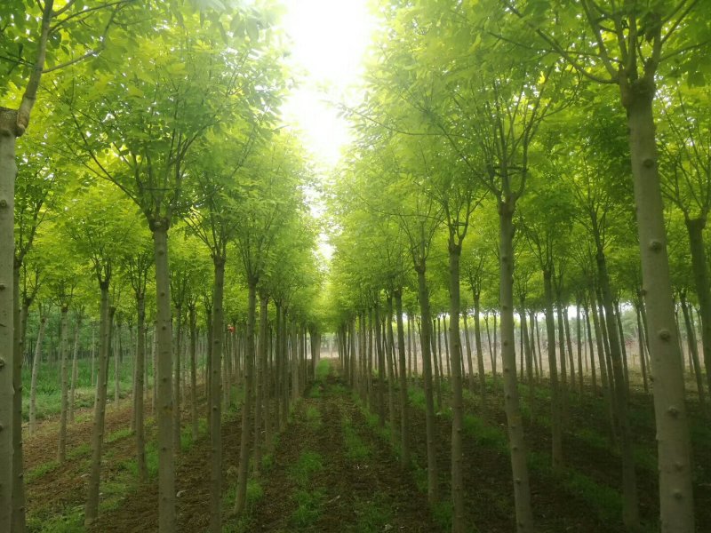 河北金叶白蜡6-8-10公分金叶白蜡装车带土球长期出售