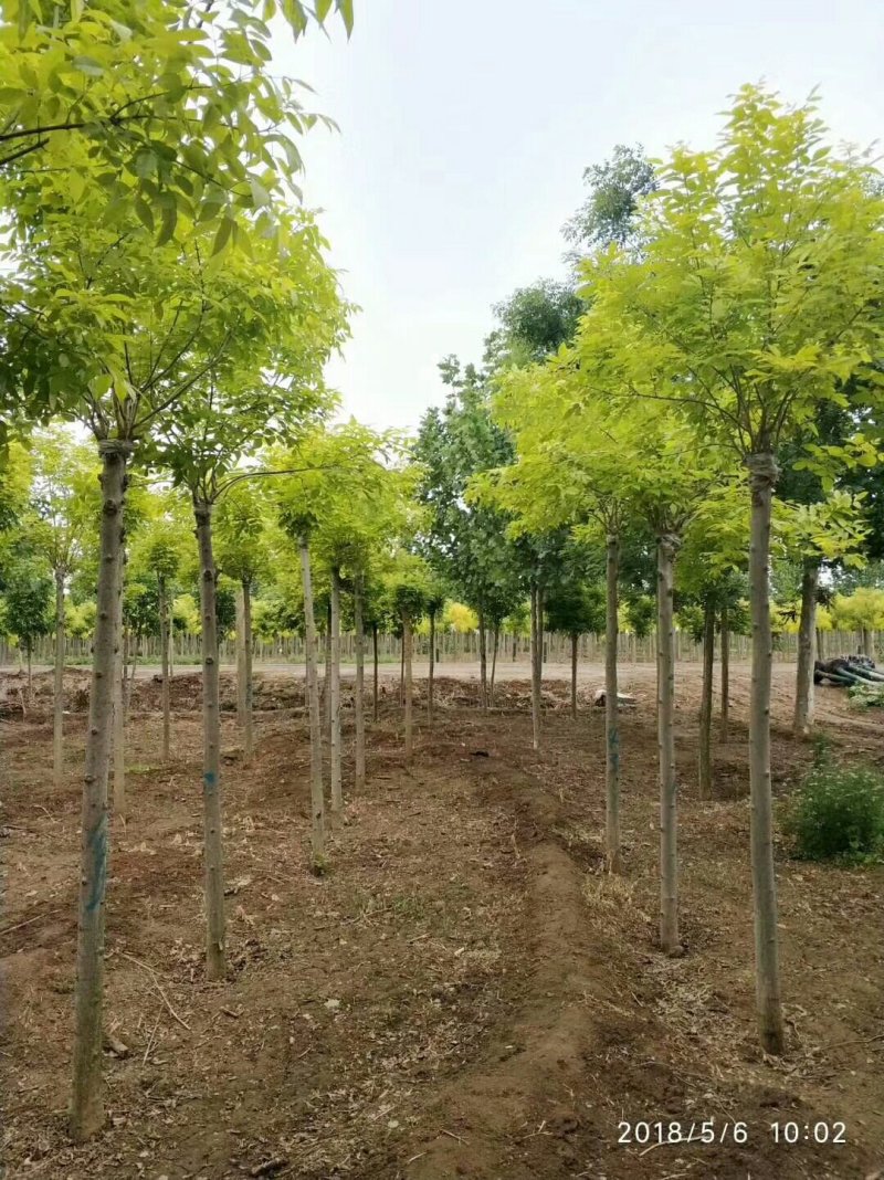 河北金叶白蜡6-8-10公分金叶白蜡装车带土球长期出售