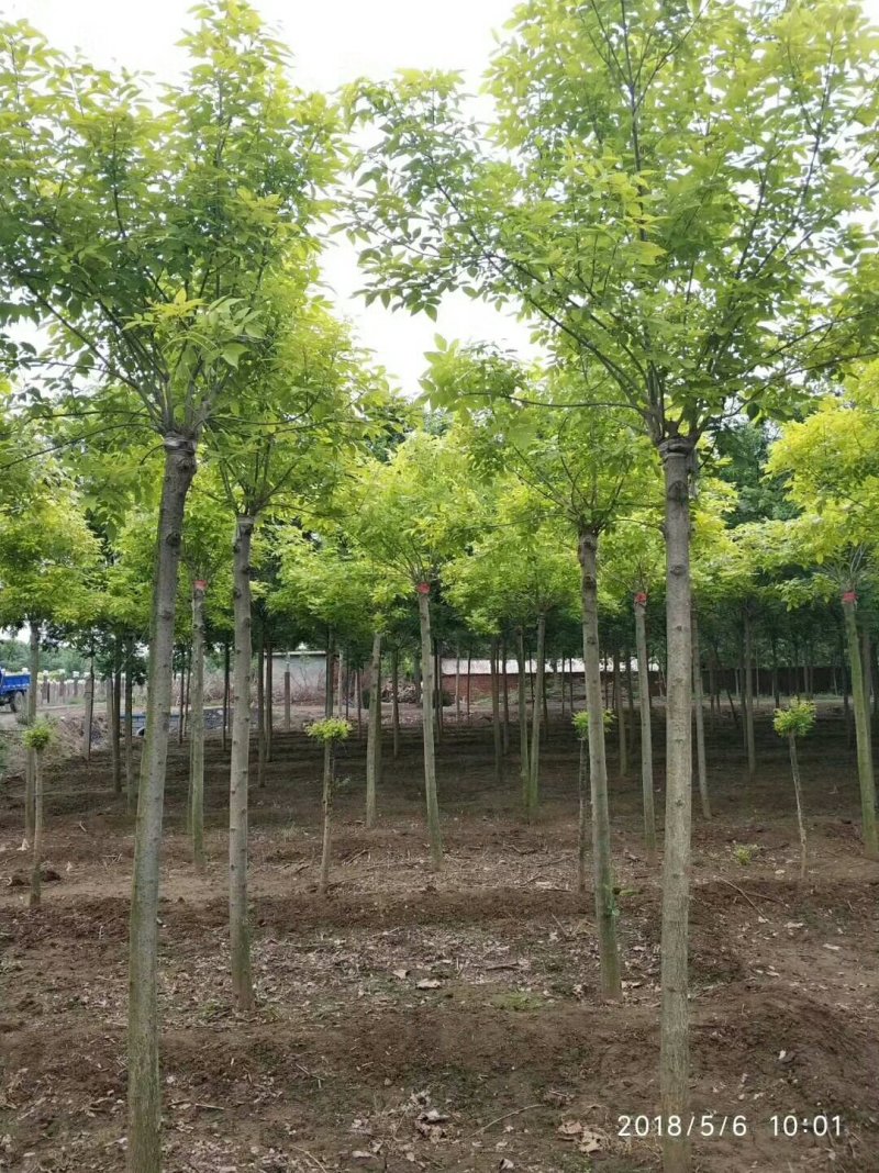 河北金叶白蜡6-8-10公分金叶白蜡装车带土球长期出售