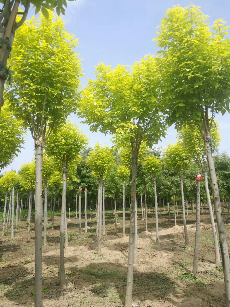 河北金叶白蜡6-8-10公分金叶白蜡装车带土球长期出售
