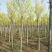 河北金叶白蜡6-8-10公分金叶白蜡装车带土球长期出售