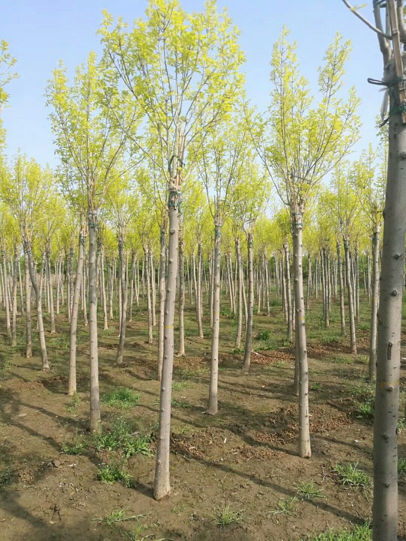 河北金叶白蜡6-8-10公分金叶白蜡装车带土球长期出售