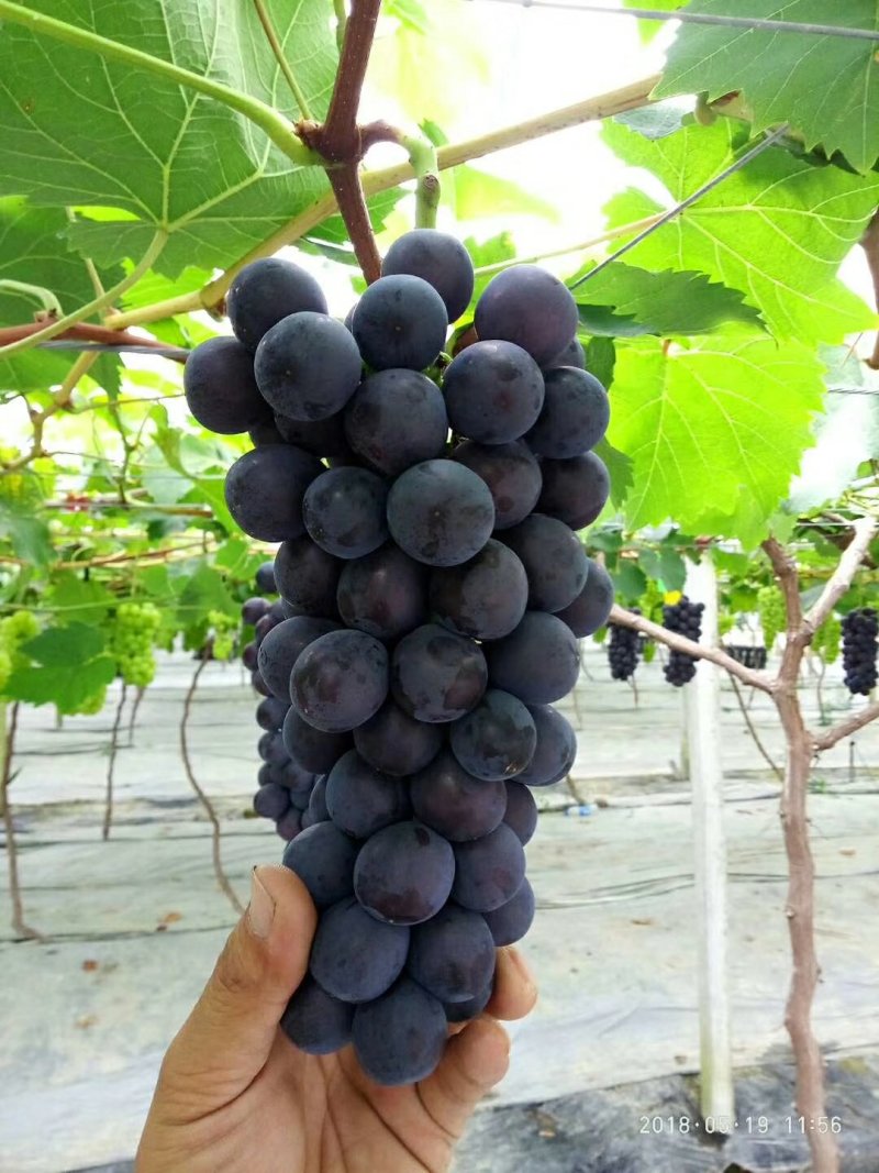 夏黑葡萄苗优质葡萄种苗金华葡萄苗基地