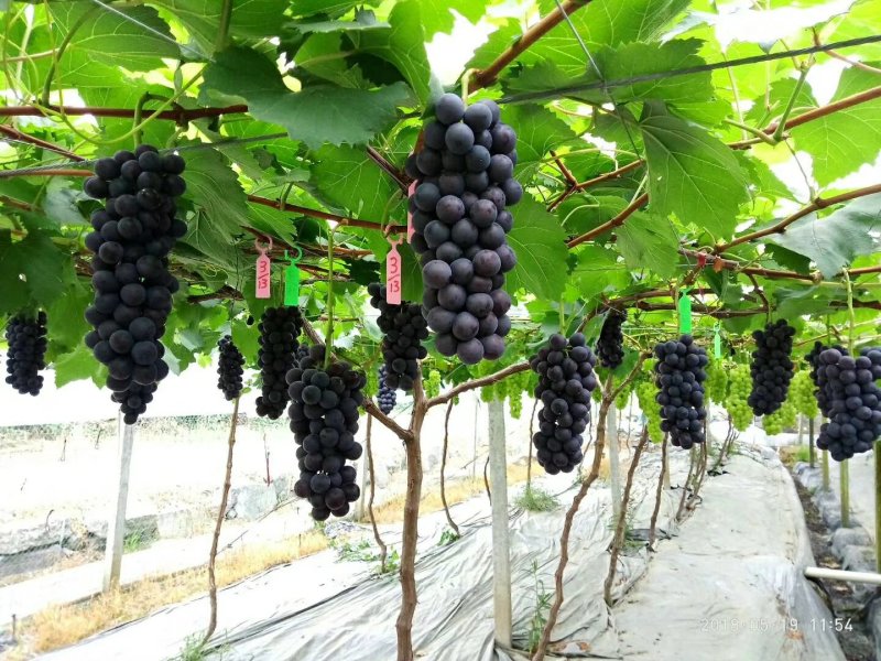 夏黑葡萄苗优质葡萄种苗金华葡萄苗基地