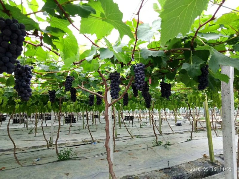 夏黑葡萄苗优质葡萄种苗金华葡萄苗基地