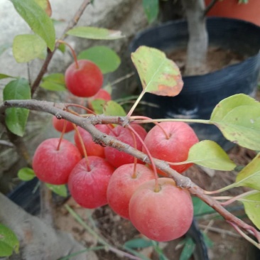 富贵果，各种规格红梅