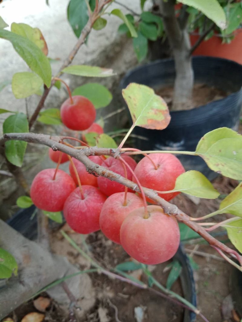 富贵果，各种规格红梅