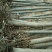 1.5-12公分火炬树河北火炬树基地大量供应