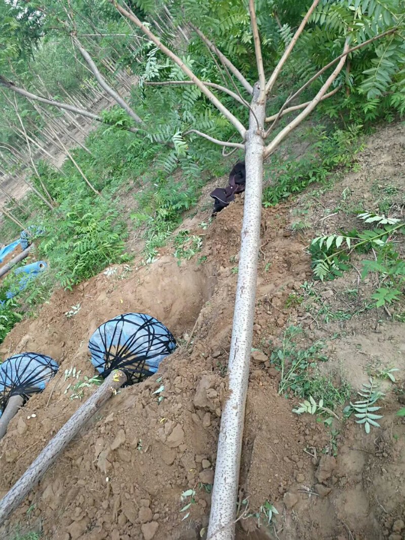 1.5-12公分火炬树河北火炬树基地大量供应