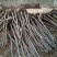 1.5-12公分火炬树河北火炬树基地大量供应