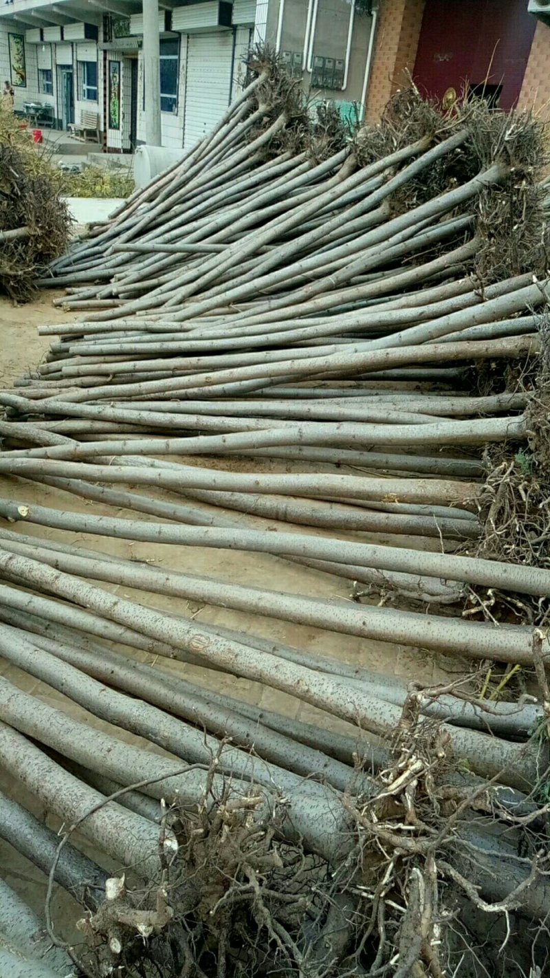 1.5-12公分火炬树河北火炬树基地大量供应