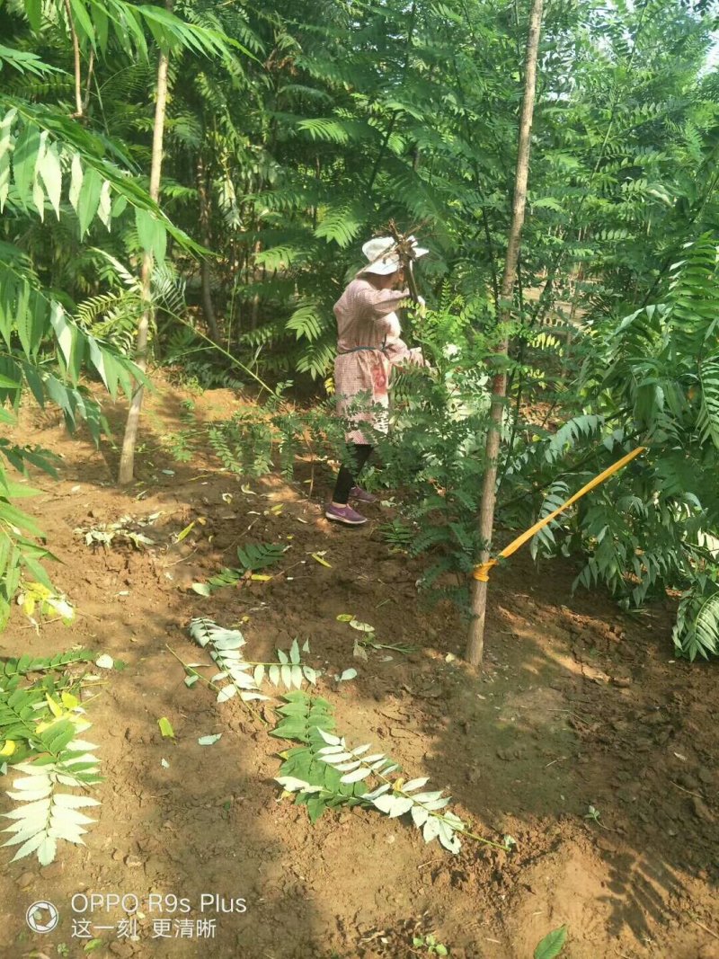 1.5-12公分火炬树河北火炬树基地大量供应